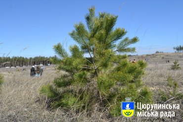Працівники виконкому та депутати Цюрупинської міської ради в неділю садили ліс