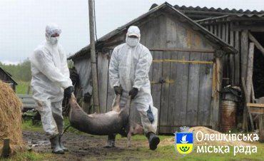 В Олешках виявлено африканську чуму