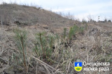 Екологічна акція по створенню штучного лісу в Олешках 2017