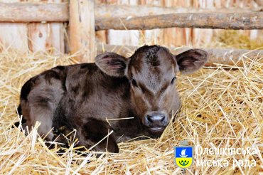 До уваги власників телят!