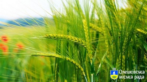МЕТОДИЧНІ РЕКОМЕНДАЦІЇ  шодо організації документального оформлення фактів  пошкодження (утрати) посівів (урожаю) сільськогосподарських культур