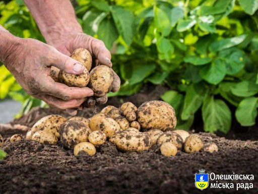 ПАМ’ЯТКА  Державної підтримки розвитку галузі картоплярства